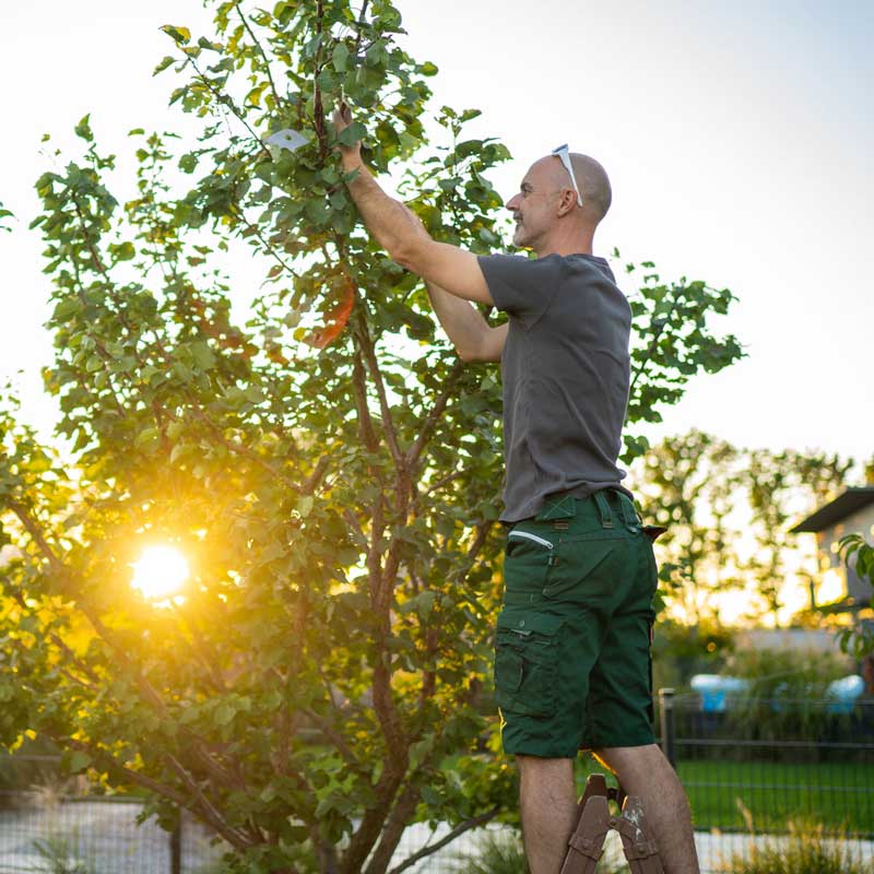 Obstbaumschnitt oder Baumschnitt ist eine wichtige Baumpflege – Maßnahme, die dafür sorgt, dass Ihr Obstbaum gesund und fruchtreich bleibt.